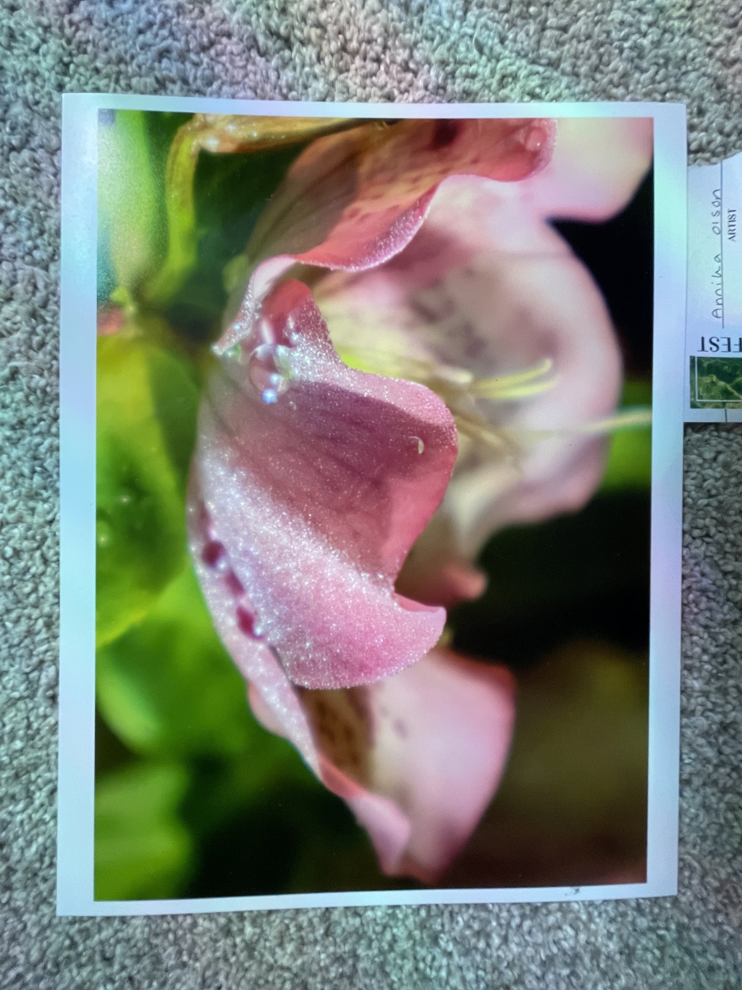 Macro photograph of a pink flower with water droplets on the petals